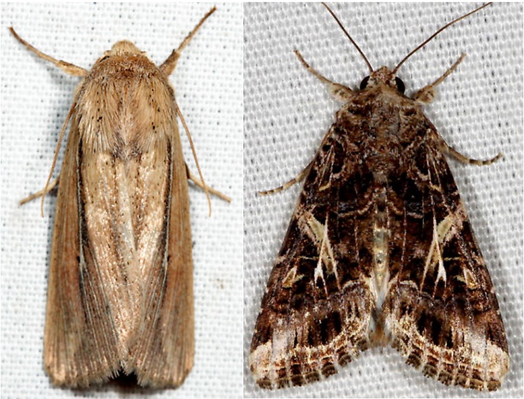 Phragmites wainscot (left) and fall armyworm (right) moths. 